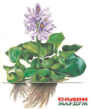 Eichhornia-crassipes
