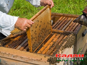 apicultura_ecologica