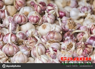fresh garlics in a market