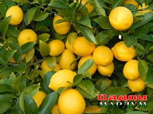 lemons-scaled