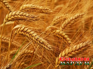 wheat-field-landscape-picture_1600x1200_79595