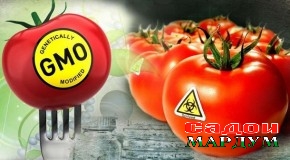 Дар бораи ГМО чиро бояд донист?