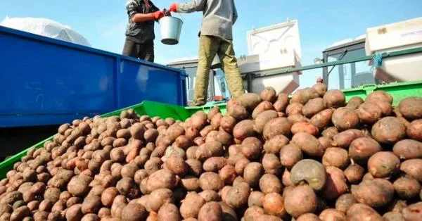 Суғд. Вусъати кишти картошкаи барвақтӣ