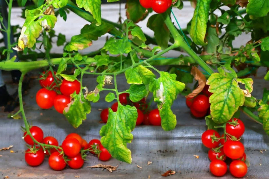 Афзалияти зироатпарварии гармхонаӣ дар Суғд