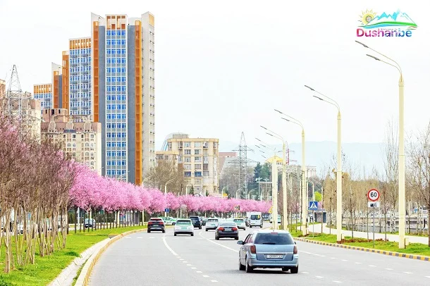 Чу дил дар синаам ҷоӣ, Душанбе